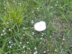 Saproamanita thiersii