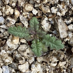 Phacelia coerulea