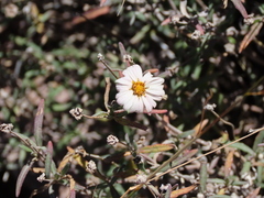 Melampodium leucanthum