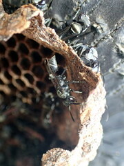 Metapolybia
