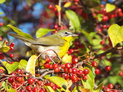 Icteria virens virens
