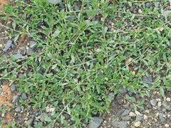 Polygonum