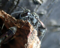 Metapolybia