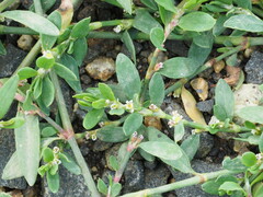 Polygonum