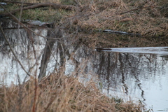 Ondatra zibethicus