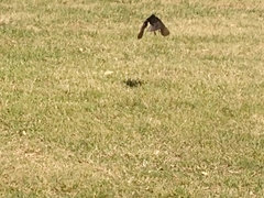 Molothrus bonariensis