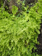 Adiantum capillus-veneris