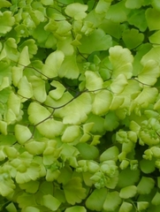 Adiantum capillus-veneris