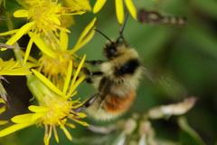 Bombus lapponicus