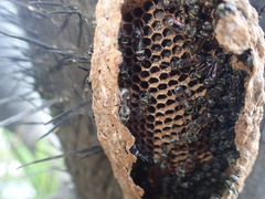 Metapolybia