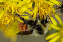 Bombus lapponicus