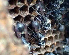 Metapolybia