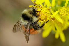 Bombus lapponicus