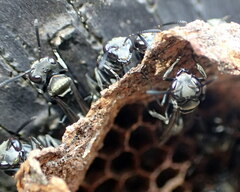 Metapolybia