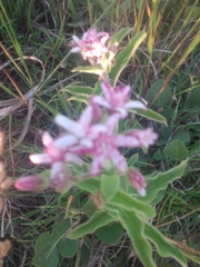 Oxypetalum solanoides