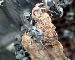 Metapolybia
