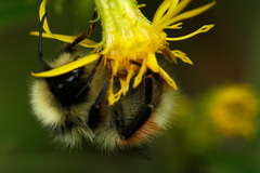 Bombus lapponicus