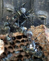 Metapolybia