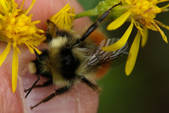 Bombus lapponicus