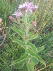 Oxypetalum solanoides