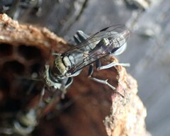 Metapolybia