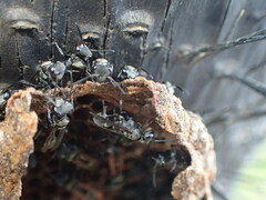 Metapolybia