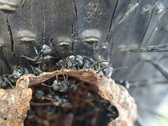Metapolybia