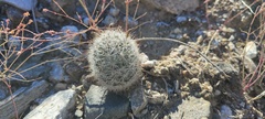 Mammillaria tetrancistra