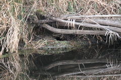 Ondatra zibethicus
