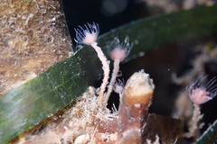Ectopleura marina