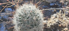 Mammillaria tetrancistra
