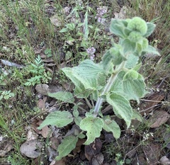 Phacelia nemoralis