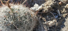 Mammillaria tetrancistra