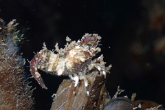 Spirontocaris prionota