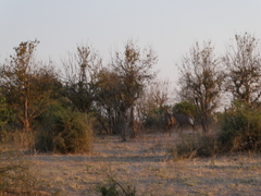 Hippotragus equinus equinus