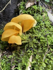 Hymenogloea papyracea