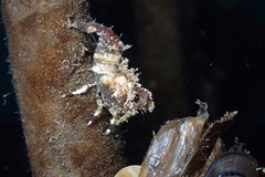 Spirontocaris prionota
