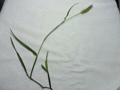 Cenchrus echinatus