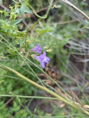 Maurandya antirrhiniflora