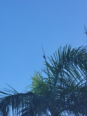 Melanerpes striatus