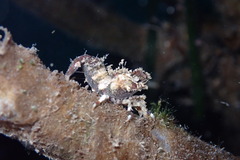 Spirontocaris prionota