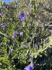 Solanum umbelliferum