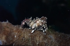 Spirontocaris prionota