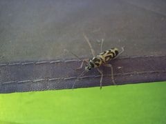 Chlorophorus annularis