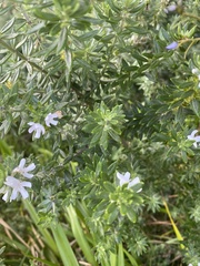 Westringia fruticosa