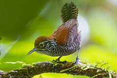 Cantorchilus semibadius