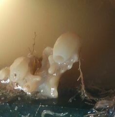 Calcarea