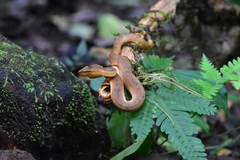 Craspedocephalus malabaricus