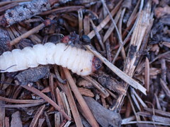 Formica integra