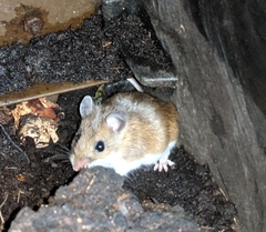 Peromyscus leucopus